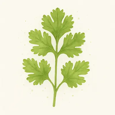 Cilantro