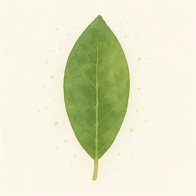 Laurel